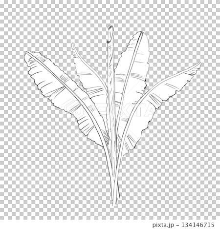 A banana leaf bush in the background. Isolated pencil illustration of tropical plants for hotel and restaurant interiors, nature reserve websites, and poster printing. 134146715