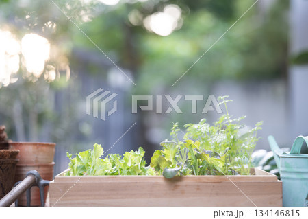 Pumpking sprouting in a pot on gardening table Pumpking sprouting in a pot on gardening table 134146815