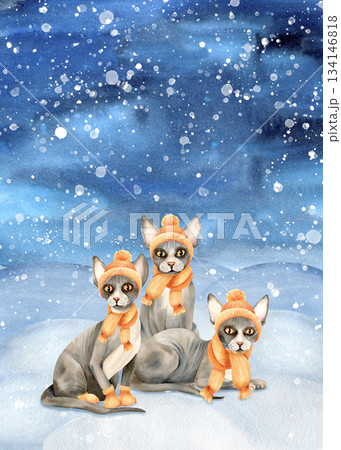 Three sphynx cats in warm clothes against backdrop of winter landscape on snowdrift. Hairless Kitty in knitted hat, scarf. Cute animal and snow. Watercolor isolated illustration. Hand drawn card 134146818