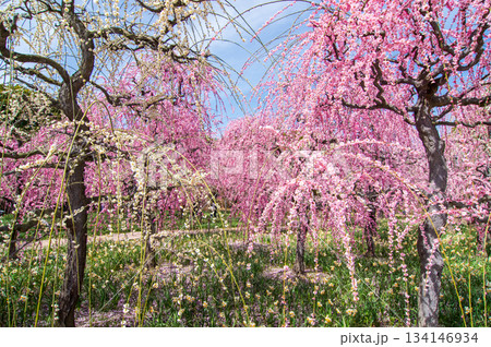 なばなの里「しだれ梅」《三重県 桑名市 ナガシマリゾート》 134146934