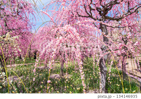 なばなの里「しだれ梅」《三重県 桑名市 ナガシマリゾート》 134146935