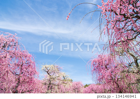 なばなの里「青空に映えるピンクの枝垂れ梅」《三重県 桑名市 ナガシマリゾート》 134146941