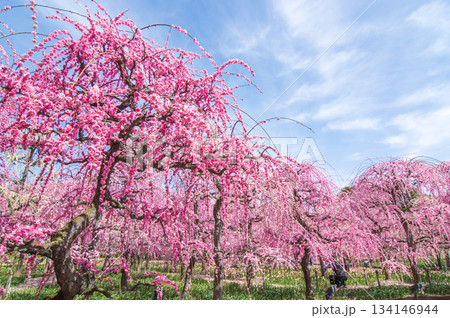 なばなの里「しだれ梅」《三重県 桑名市 ナガシマリゾート》 134146944
