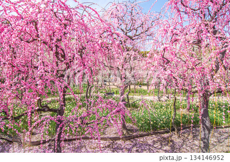 なばなの里「しだれ梅」《三重県 桑名市 ナガシマリゾート》 134146952