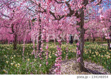 なばなの里「しだれ梅」《三重県 桑名市 ナガシマリゾート》 なばなの里「しだれ梅」《三重県 桑名市 ナガシマリゾート》 134146954