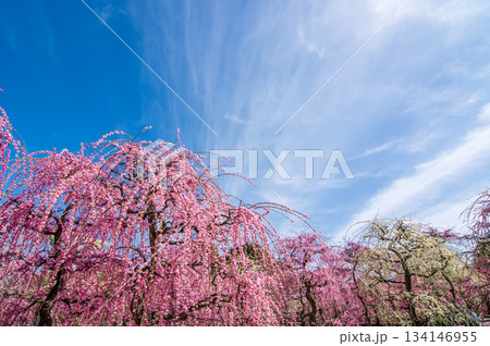 なばなの里「青空に映えるピンクの枝垂れ梅」《三重県 桑名市 ナガシマリゾート》 なばなの里「青空に映えるピンクの枝垂れ梅」《三重県 桑名市 ナガシマリゾート》 134146955