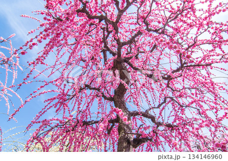 なばなの里「青空に映えるピンクの枝垂れ梅」《三重県 桑名市 ナガシマリゾート》 134146960