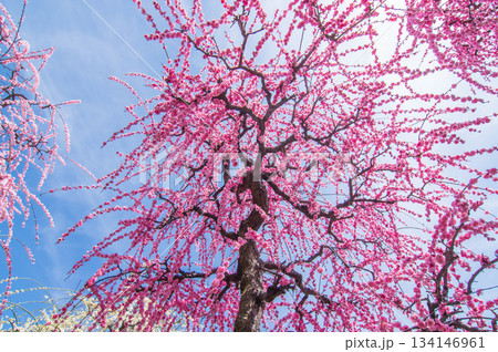 なばなの里「青空に映えるピンクの枝垂れ梅」《三重県 桑名市 ナガシマリゾート》 134146961