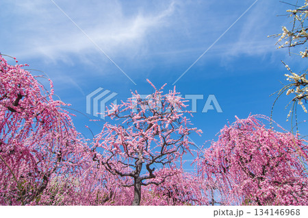 なばなの里「青空に映えるピンクの枝垂れ梅」《三重県 桑名市 ナガシマリゾート》 134146968