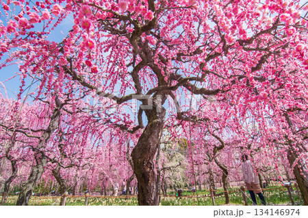 なばなの里「しだれ梅」《三重県 桑名市 ナガシマリゾート》 なばなの里「しだれ梅」《三重県 桑名市 ナガシマリゾート》 134146974