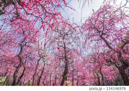 なばなの里「青空に映えるピンクの枝垂れ梅」《三重県 桑名市 ナガシマリゾート》 134146976