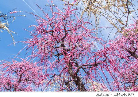 なばなの里「青空に映えるピンクの枝垂れ梅」《三重県 桑名市 ナガシマリゾート》 134146977