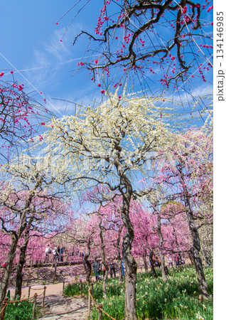 なばなの里「しだれ梅」《三重県 桑名市 ナガシマリゾート》 134146985