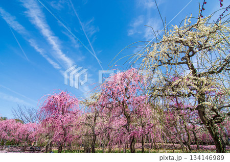 なばなの里「青空に映えるピンクの枝垂れ梅」《三重県 桑名市 ナガシマリゾート》 なばなの里「青空に映えるピンクの枝垂れ梅」《三重県 桑名市 ナガシマリゾート》 134146989