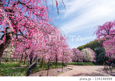 なばなの里「しだれ梅」《三重県 桑名市 ナガシマリゾート》 134146999