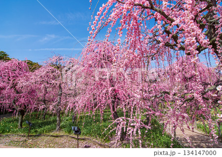 なばなの里「しだれ梅」《三重県 桑名市 ナガシマリゾート》 なばなの里「しだれ梅」《三重県 桑名市 ナガシマリゾート》 134147000