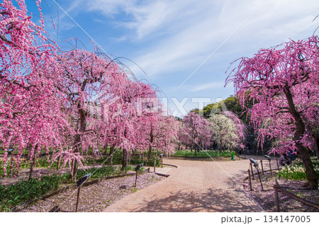 なばなの里「しだれ梅」《三重県 桑名市 ナガシマリゾート》 134147005