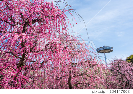 なばなの里「しだれ梅」《三重県 桑名市 ナガシマリゾート》 134147008