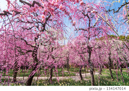 なばなの里「しだれ梅」《三重県 桑名市 ナガシマリゾート》 134147014