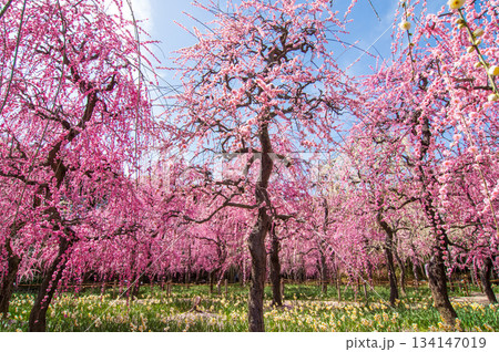 なばなの里「しだれ梅」《三重県 桑名市 ナガシマリゾート》 なばなの里「しだれ梅」《三重県 桑名市 ナガシマリゾート》 134147019