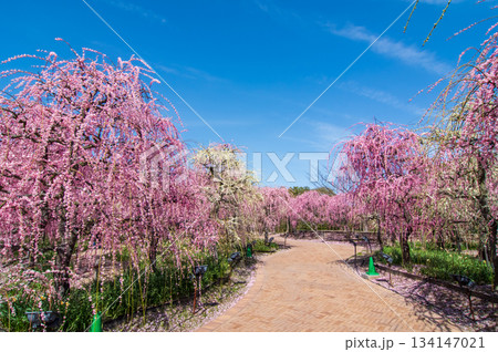 なばなの里「しだれ梅」《三重県 桑名市 ナガシマリゾート》 134147021