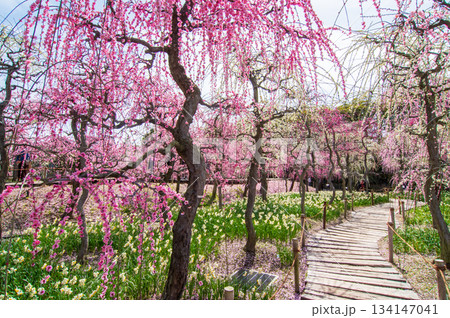 なばなの里「しだれ梅」《三重県 桑名市 ナガシマリゾート》 134147041