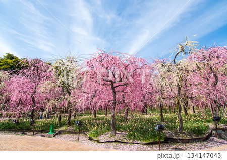 なばなの里「しだれ梅」《三重県 桑名市 ナガシマリゾート》 134147043