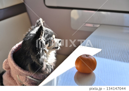 大好きなミカン 食べたい犬 チワワ 大好きなミカン 食べたい犬 チワワ 134147044