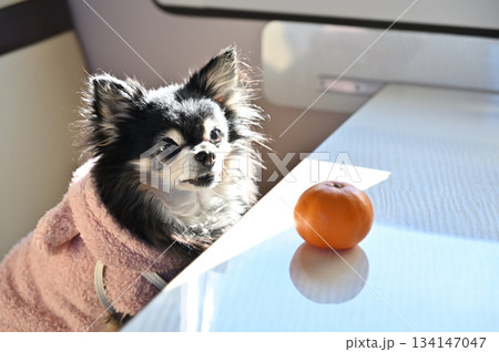 ミカンちょうだい！　飼い主を見つめるチワワ 134147047