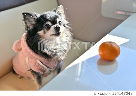 大好きなミカン　食べたい犬　チワワ 134147048