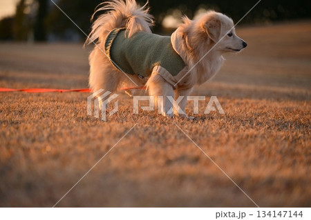 公園を楽しそうに走る犬 134147144