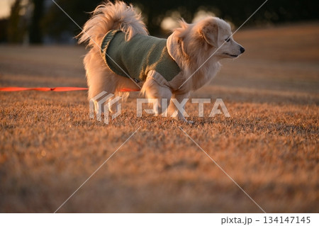 公園を楽しそうに走る犬 134147145