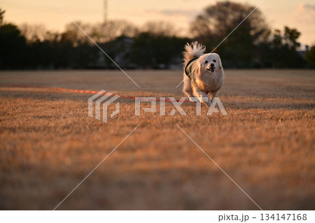 公園を楽しそうに走る犬 134147168