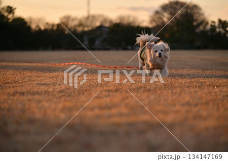 公園を楽しそうに走る犬 134147169