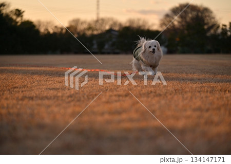 公園を楽しそうに走る犬 134147171