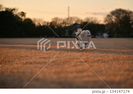 公園を楽しそうに走る犬 公園を楽しそうに走る犬 134147174