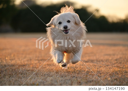 公園を楽しそうに走る犬 134147190