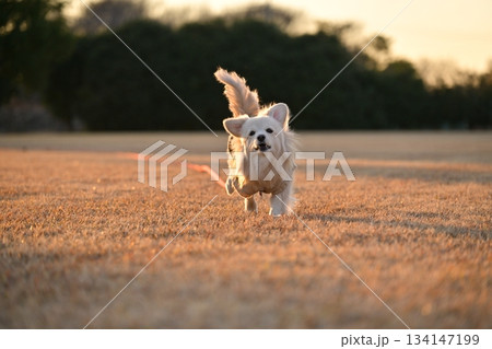 公園を楽しそうに走る犬 公園を楽しそうに走る犬 134147199