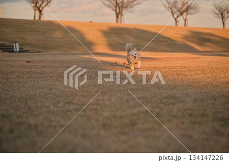 公園を楽しそうに走る犬 公園を楽しそうに走る犬 134147226