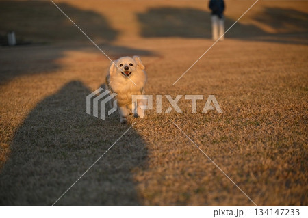 公園を楽しそうに走る犬 公園を楽しそうに走る犬 134147233