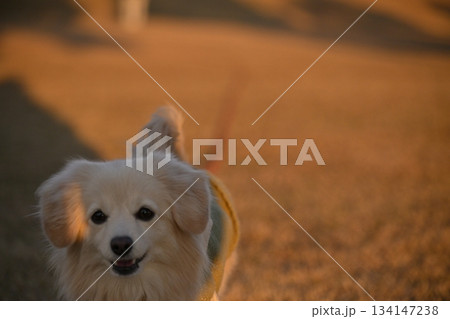 公園を楽しそうに走る犬 公園を楽しそうに走る犬 134147238