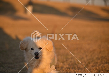 公園を楽しそうに走る犬 134147240