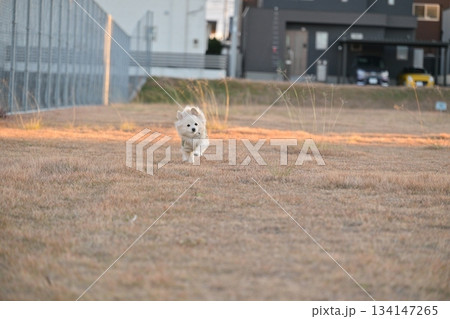 公園を楽しそうに走る犬 公園を楽しそうに走る犬 134147265