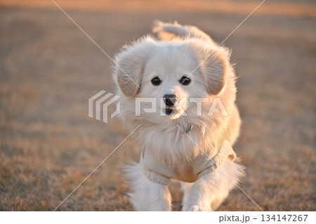 公園を楽しそうに走る犬 公園を楽しそうに走る犬 134147267