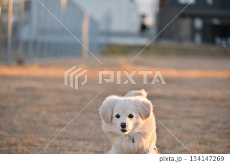 公園を楽しそうに走る犬 公園を楽しそうに走る犬 134147269