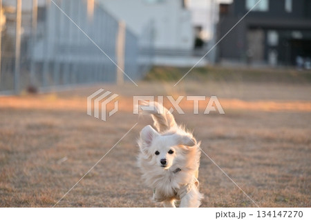 公園を楽しそうに走る犬 134147270