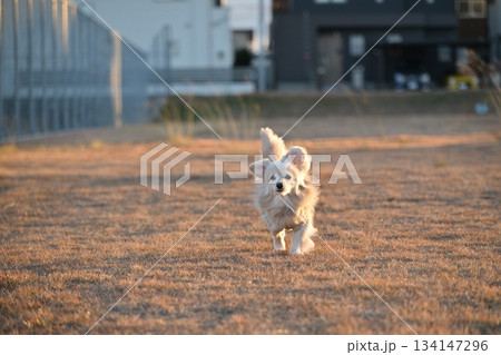 公園を楽しそうに走る犬 134147296