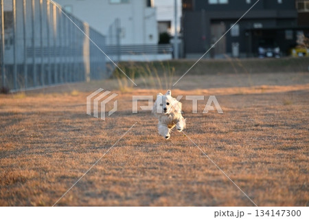 公園を楽しそうに走る犬 134147300
