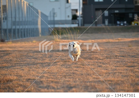 公園を楽しそうに走る犬 134147301