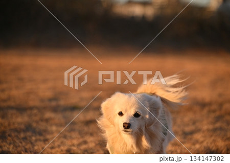 公園を楽しそうに走る犬 公園を楽しそうに走る犬 134147302